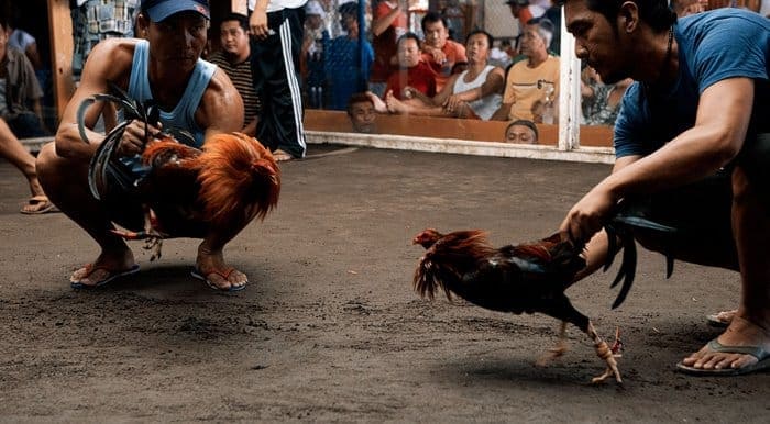 Chơi đá gà trực tuyến cần tìm hiểu thành tích của chiến kê kỹ lưỡng