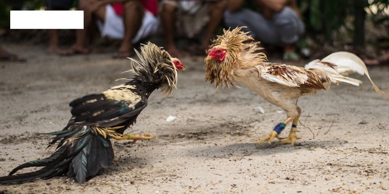 Luật đá gà cựa sắt mới nhất