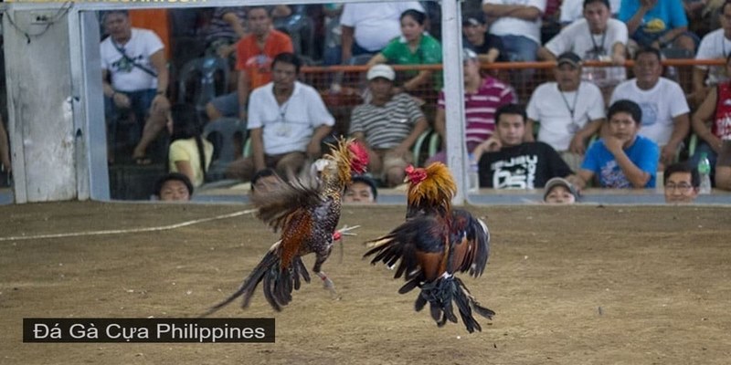 Một số hình thức đá gà Philippines phổ biến