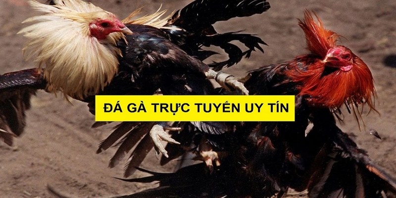 Bật mí những kinh nghiệm chơi đá gà trực tiếp casino luôn thắng