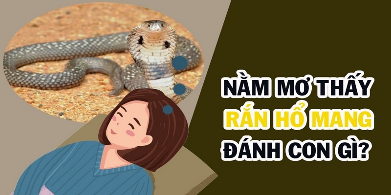 Giải mã giấc mơ thấy rắn hổ mang đánh số gì trúng lô đề?