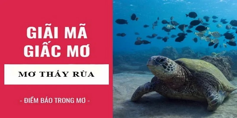 Nằm mơ thấy rùa nên chốt số lô đề nào thắng lớn?