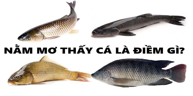 Nằm mơ thấy cá có ý nghĩa gì về tương lai?