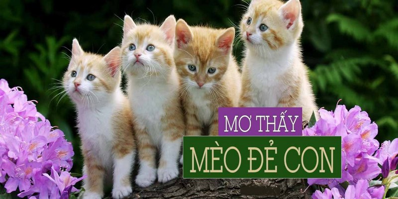 Nhìn thấy 2 con mèo đang nằm ngủ trong mơ