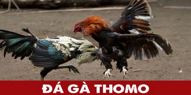 Các hình thức đá gà Thomo hot hiện nay 